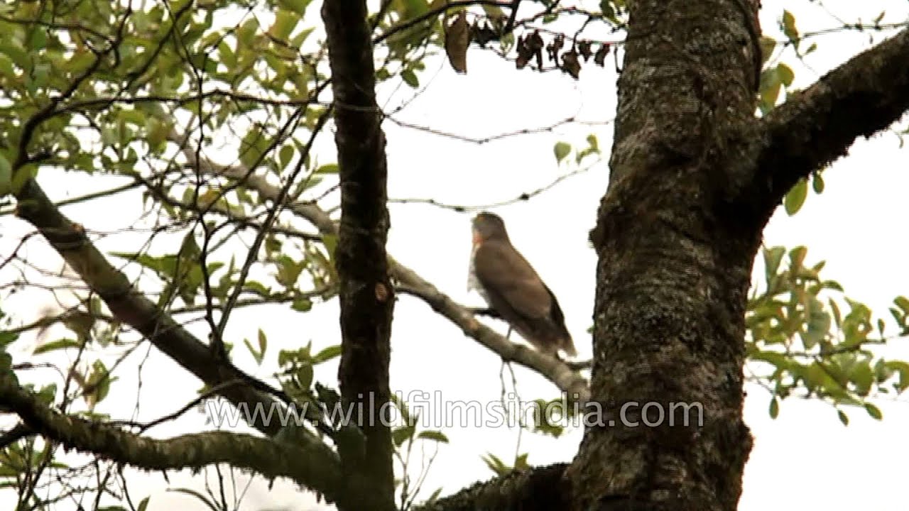 Common or Large Hawk Cuckoo or Brainfever bird calling at Okhrey in