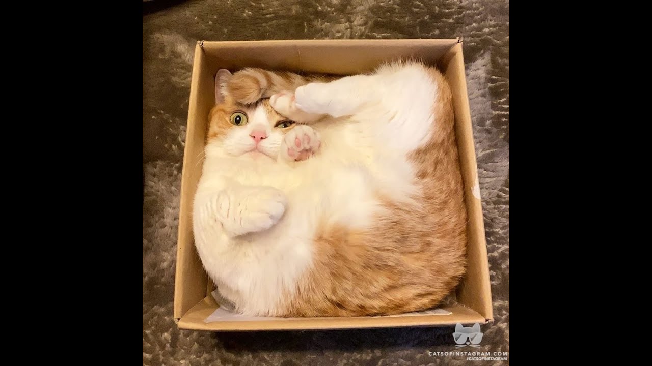 Котик в коробке