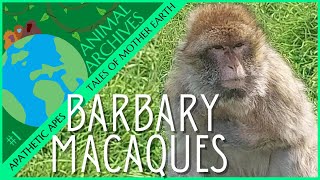 Barbary Macaque Apes | Mini Documentary | Animal Archives #1 | Tales of Mother Earth