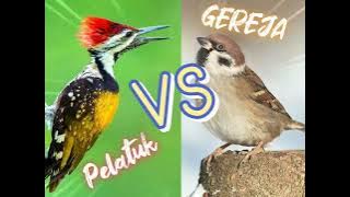 masteran pelatuk vs gereja tarung bergantian