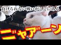 保護猫カリンちゃんとバトル？！会社猫はとんでもない所で回れ右