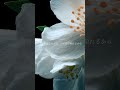 さかいゆう「ジャスミン」