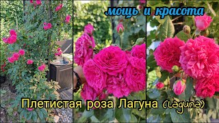 :     ! rose Laguna kordes 2004