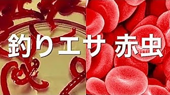赤虫 Youtube 赤虫 Youtube
