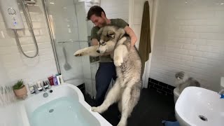 My Malamute Hates Bath Time But Baby Helps Him!! (SO CUTE!!)
