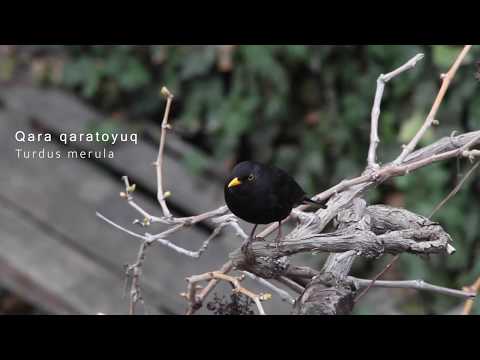 Qara qaratoyuq (Turdus merula) | QUŞLARI TANIYAQ