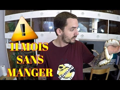 snake reptiles pictures Il est resté 11 mois sans manger ...