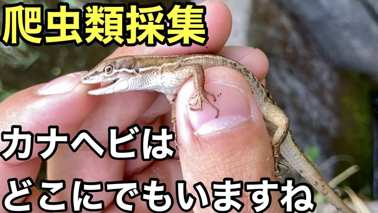 カナヘビ はどこにでもいますね爬虫類採集