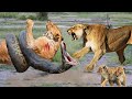 Wild Lion Jumps On The Python Only To Receive A Bitter Ending - Python Vs Lion
