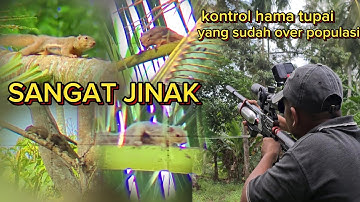 hunting  tupai,,,yang sudah over populasi .#hunting