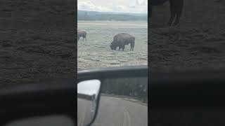 Buffalo At Yellowstone
