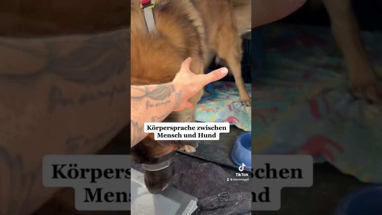 Körpersprache Mensch Hund - YouTube