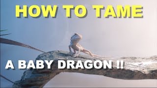 How To Tame A Baby Bearded Dragon !! Tips And Tricks