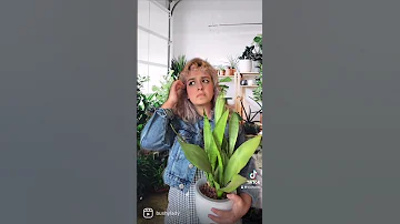 Plant Shopping Main Character