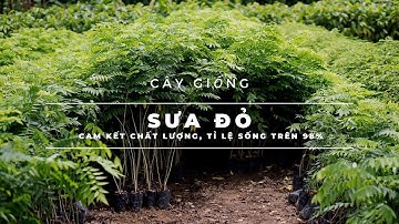 2023 Cây Gỗ Sưa Đỏ giống loại 1. Bảo hành trọn đời. Cây lấy gỗ làm giàu bền vững - Cây Giống 4S