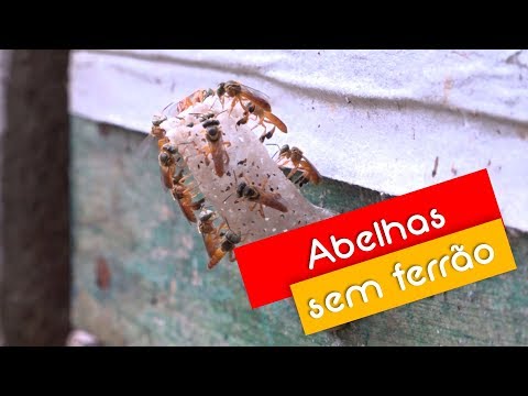 Vídeo: 7 Espécies De Abelhas Foram Colocadas Na Lista De Espécies Ameaçadas. Aqui Está O Que Você Pode Fazer Com Seus Filhos Para Ajudar. - Rede Matador