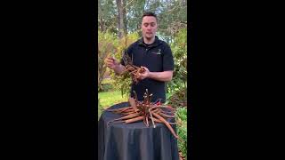 Peony cutting and planting