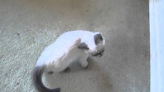 My Himalayan kitten goes exploring! by lorkers 820 views 8 years ago 27 seconds