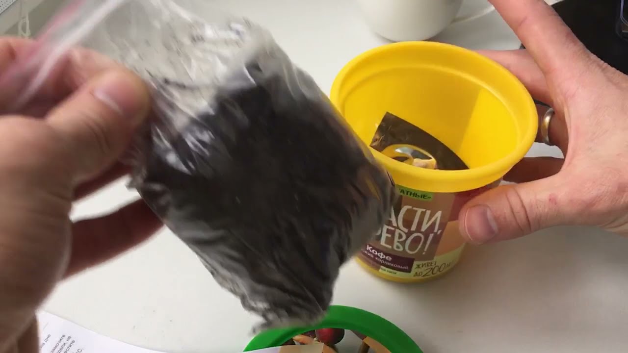 Выращиваю КОФЕ из семян. Часть 1. Как вырастить кофе из семян дома??