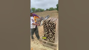 Cassava farmers use chainsaws to cut stems to grow cassava.#shorts