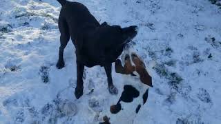 Poppy & Milo Snow Romp