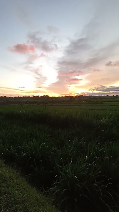 senja di kampung suasana pedesaan sore hari #suasanapedesaan #hidupdidesa