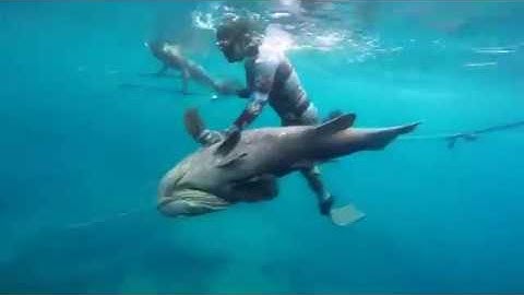 Lặn bắn được cá mú khổng lồ -  Catch Monster Goliath Groupers