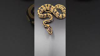 Snake of the day: Acid Ball Python 🐍🔥