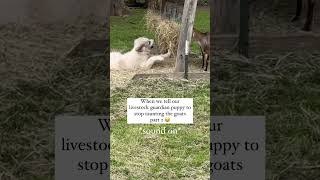 Funny Great Pyrenees Puppy With Goats #nigeriandwarfgoats #greatpyrenees #lgd #livestockguardiandog