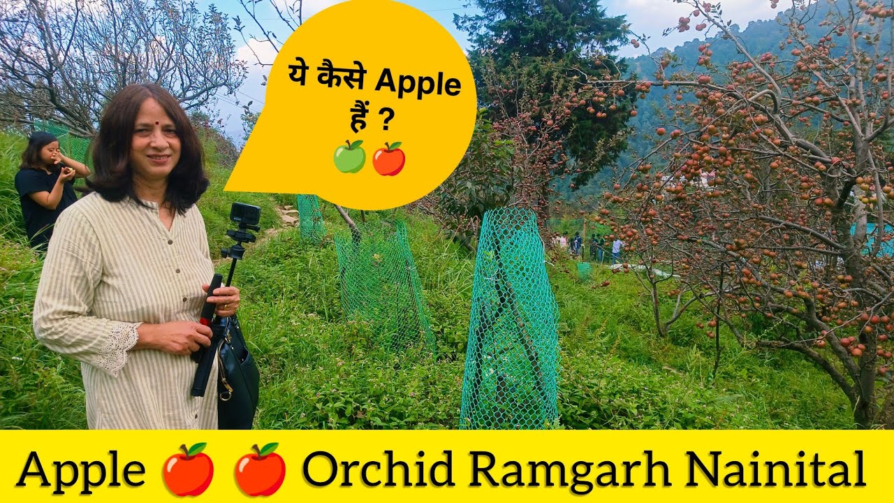Apple 🍎🍎 Orchid tour Ramgarh Mukteshwar Nainital Uttrakhand appleorchard viralvdo 