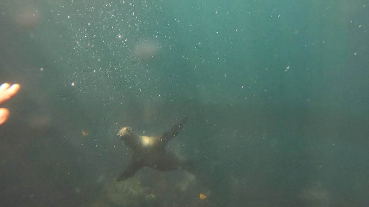 Snorkel Dorkel Spaceboss YouTube