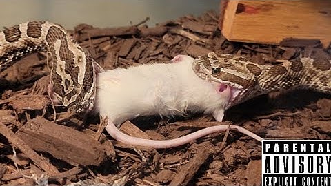 Pit Viper Double Live Feeding -VENOMOUS- Documentary