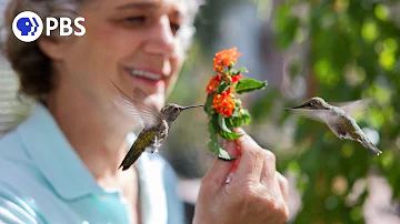 Hummingbirds of Hollywood | PBS Nature Documentary