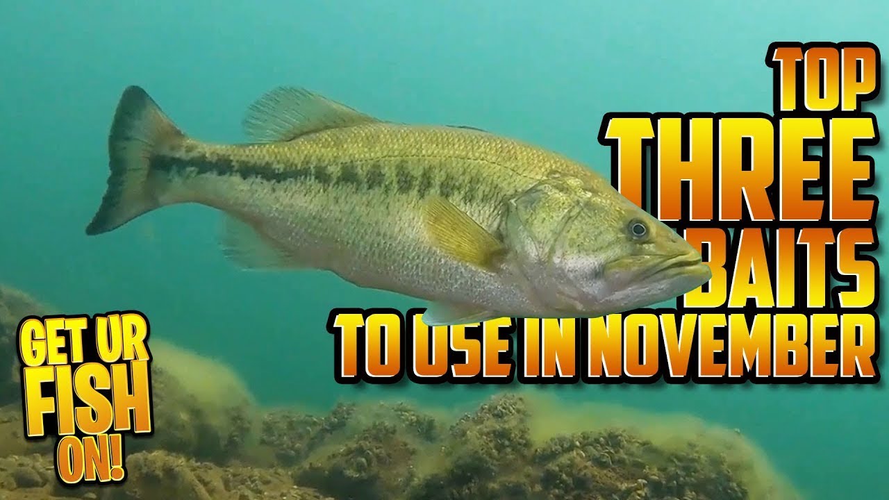 Don’t Go Bass Fishing WITHOUT These 3 Lures in November