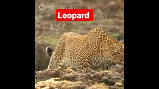 Leopardcheeta