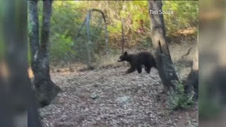 Young black bear spotted in backyard, trees in Auburn