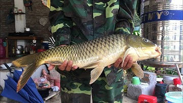 Câu lăng xê | cá chép sông hàng khủng | Câu Cá và Cuộc Sống