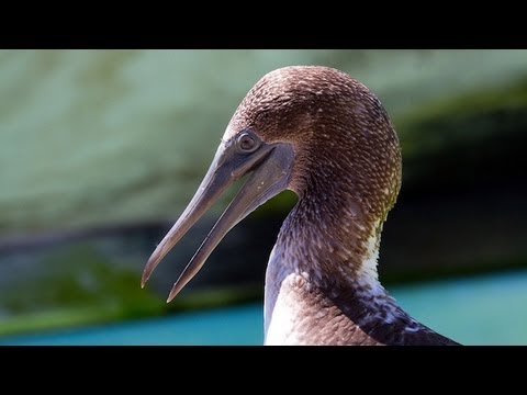 Blue-footed Booby release in Los Angeles 