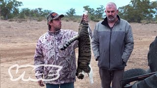 Shooting Cats Australias War On Feral Cats