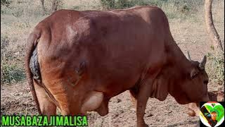 LANGI YA NDAMA UJUMBE WA NZIKU JANE AUDIO OFFICIR 29/10/2023