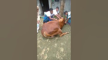 kurbani Guru 😭😭😭 qurbani Mubarak #cow #tiktok #shortsfeed #shorts #viral #voice #islam #ytshorts