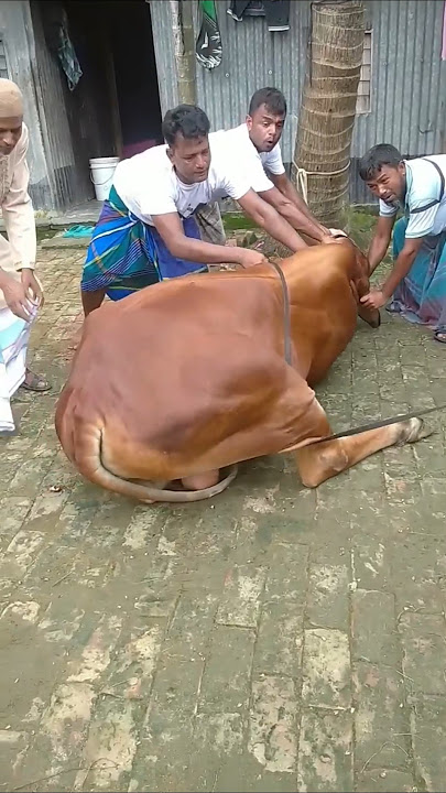kurbani Guru 😭😭😭 qurbani Mubarak #cow #tiktok #shortsfeed #shorts #viral #voice #islam #ytshorts