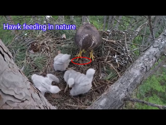 Beautiful Hawk,feeding in nature class=