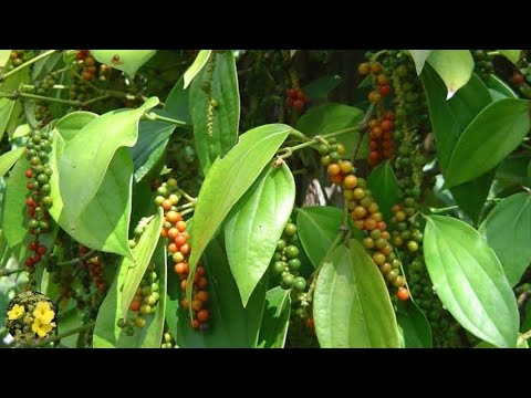 वीडियो: शिनस - काली मिर्च का पेड़