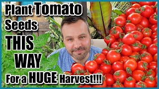 How to Plant Tomato Seeds for a Huge Harvest!