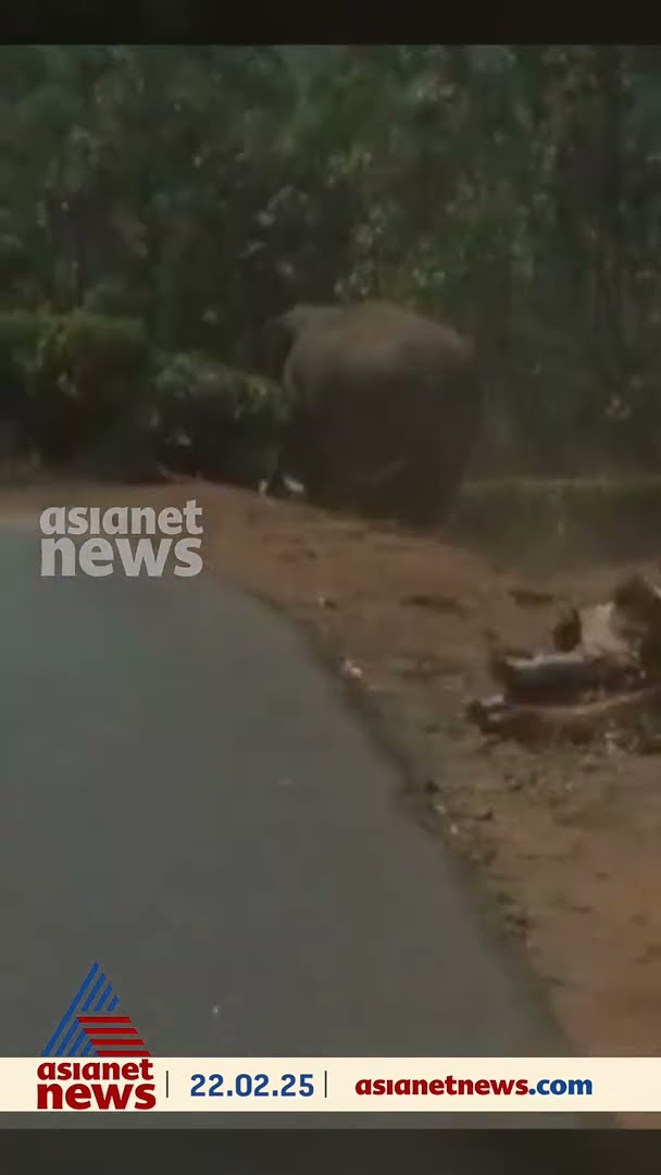 മൂന്നാറിൽ വളംകയറ്റി വന്ന ലോറി തടഞ്ഞ് പടയപ്പ