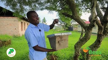 How To Get Bees For Your Top-Bar Hive Using A Catcher Box - Part 1