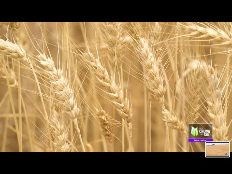 Vídeo: Plantando centeio de grãos de cereais – Cultivando centeio para alimentação no jardim de casa