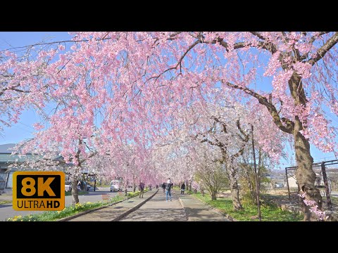 4K 8K 【喜多方】Weeping Cherry Blossoms and Somei Yoshino