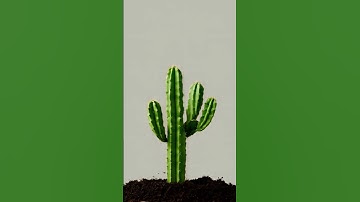 #cactus #growingup #c4d #unrealengine #houdini #vfx #cgi #timelapse #plants